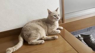 たまにしか聞くことができない猫の一人鳴き