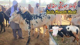 Today Taxila Mandi Latest Update 4 November 2022