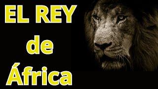 El Rey de la Sabana: La Majestad del León Africano