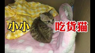 捡猫第41天｜一只小小吃货猫正在成长