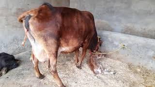 #sahival##caroos##for##sale##namder##9877804628#sandhu#Dairy#Farming