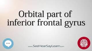 Orbital part of inferior frontal gyrus   Anatomy of the Brain   SeeHearSayLearn 