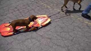 Koda and Bella Having Fun on a Wakeboard!