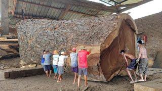 Gives goosebumps  Most dangerous large trembesi wood  sawmills in action