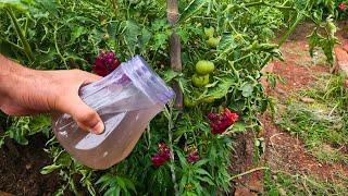 The strongest organic fertilizer for tomatoes, onions, and cucumbers! Just 1 ingredient