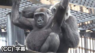 Mom Genki's motherhood is back again! Kintaro like a baby.｜Momotaro family, Gorilla