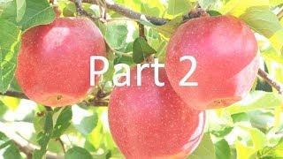 Apple Breeding Targets and Hybridization