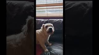 Deefas Welcome #talkingdog #hilariouspets #funny #funnyshorts