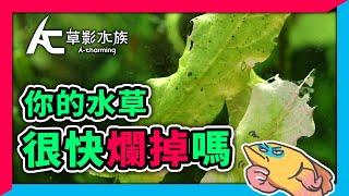 破解7個養水草錯誤習慣！看完後水草不再往生｜AC草影水族（CC字幕）