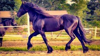 2 HOURS of AMAZING HORSES From Around the World | Relaxing Music and Stress Relief