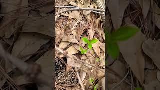 Kiwi Vine Finally Waking Up #gardening #garden #growsomefood #vegan#homestead