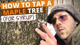 How To Tap A Maple Tree for Maple Syrup