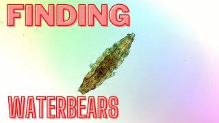 How to find a waterbear (tardigrade) - BEST METHOD EVER!