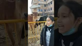 Cow milk makes us strong | kids love for cow| गौ माता |Importance of Cow , #cutelearning #MotherCow