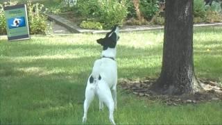 Smooth Fox Terrier Part II