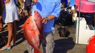 Catching Live Bait Panama City Beach Florida for Deep Sea Fishing Cigar Minnows