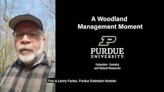 A Woodland Management Moment - Forest Openings