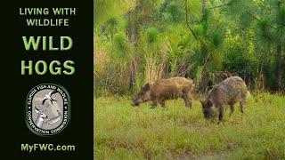 Living With Wildlife: Wild Hogs