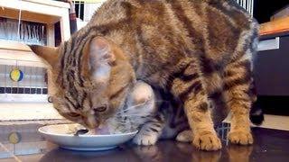 Mom Cat teaches her  Cute Kitten to do the dishes ( Funny Kangaroo Cats )