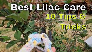 How to Care for a Lilac - 10 Tips and Tricks for a Lilac