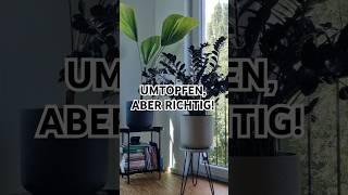 Umtopfen, aber richtig! #plants #diy #home #homedecor #plantlover