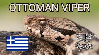 Venomous Ottoman viper (Montivipera xanthina), longest viper in Europe, dangerous snake from Europe