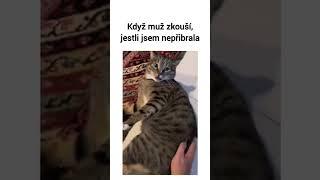 Když manžel zkouší, jestli jsem náhodou nepřibrala #vtipy #humor #zábava #cat