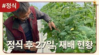 2024 마켓컬리 우수농가의 비밀 | ep.7 정식 후 27일, 마틸다 재배 현황