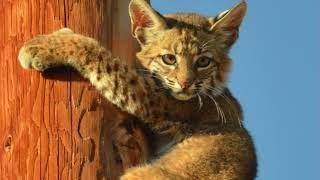 OUR FRIENDLY BOBCATS