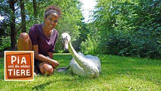 Mit dem Kahn zum Alsterschwan | Reportage für Kinder | Pia und die wilden Tiere