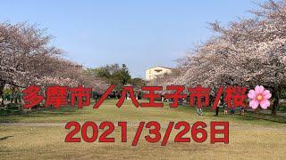 沿線散策多摩市/八王子市辺り/桜