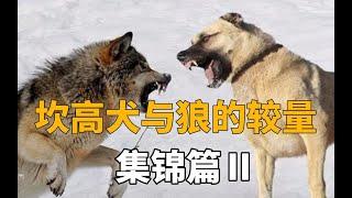 大型纪录片：坎高犬与野狼的较量，集锦篇②