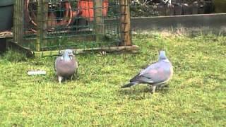 Wood Pigeon Courtship