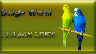 The Best  Bird show Budgie  of the World (BEST BUDGIE WORLD)  Wendel Jove 2023