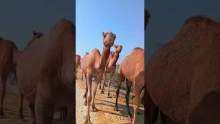 Camels Round In Nature Public Place #ont #camels #shorts