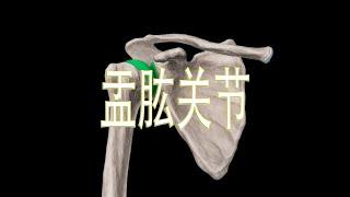 盂肱关节 glenohumeral joint