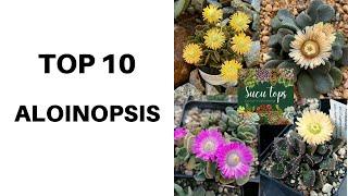 TOP 10 ALOINOPSIS