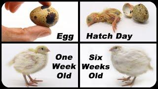 How To Raise JUMBO Quail For Food -  Huge Quail = Meat & Eggs. Coturnix Quail.