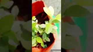 how to grow lemon tree #shorts #lemonplant #plants #growth #ytshorts#lemongarden