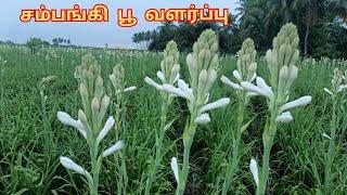 Sampangi poo valarpu | 7305739738 | சம்பங்கி பூ வளர்ப்பு | sampangi flower cultivation #vivasayam