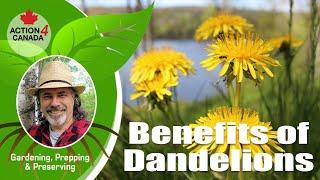 Prepper Dan: Benefits of Dandelions Vlog13