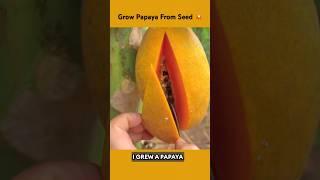 How to Grow Dwarf Papaya from Seed | #garden #shorts #shortvideo