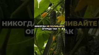 Никогда не поливайте огурцы так #дача #огород #урожай