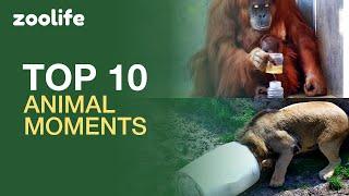  BEST animal videos on zoolife - May's Most Amazing Animal Moments! 