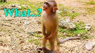 MG! What Happening to This Poorest Monkey Hold His Private Area?