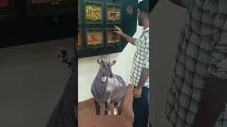 #kakatiya zoo park  part -2 || button nokkithe animal sound || Chapidi sanjeev traveling vlog |