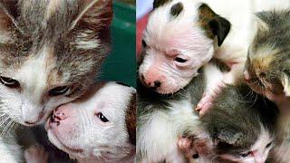 This Puppy Was Abandoned At Birth But An Unlikely Animal Stepped In To Mother Him