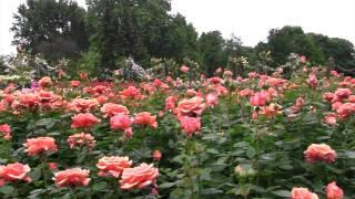 Regent's Park - London Full HD Video - Canon HF S200