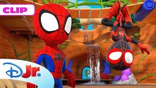 MARVEL SPIDEY Y SU SUPEREQUIPO: La casa del árbol | @DisneyJuniorES