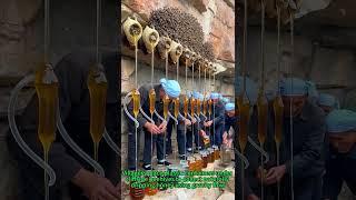 Natural Cliff Honey Harvest!  Traditional Skill